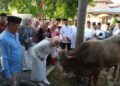 Miliki Berat 5 Kuintal, Penyaluran Daging Kurban Sapi Milik Bupati Nina Dibagikan Tanpa Kantong Platik